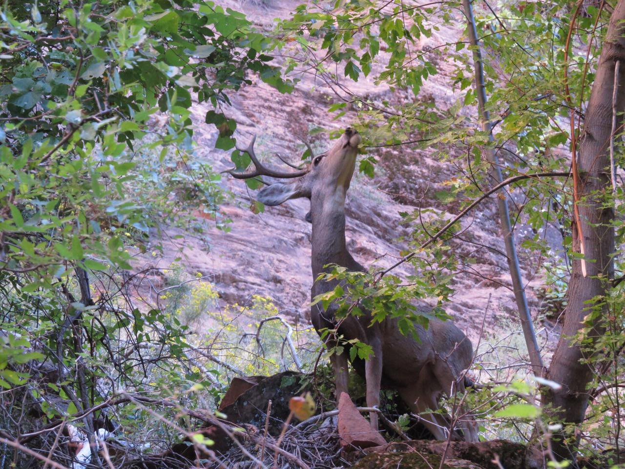 Mule deer