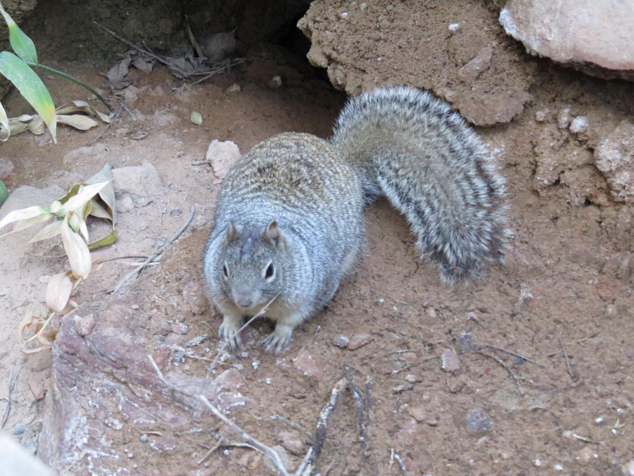 Visitor influence on a squirrel