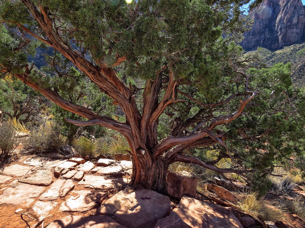 Pinon Pine