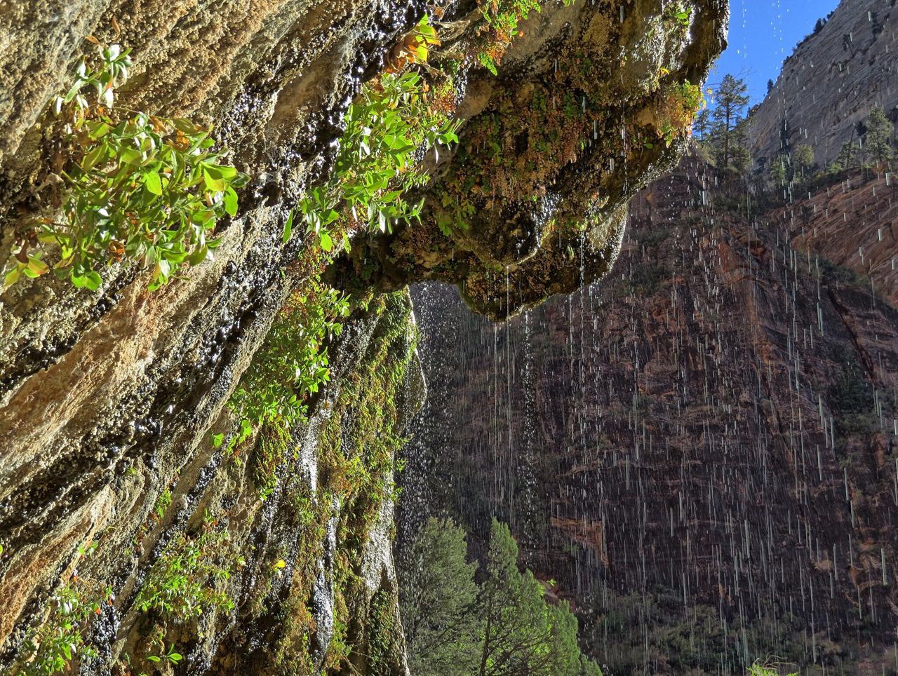 Hanging gardens