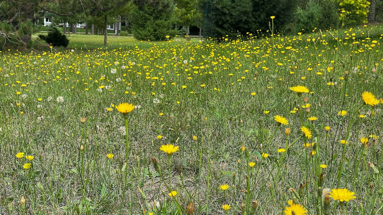 Hawkweed in bloom