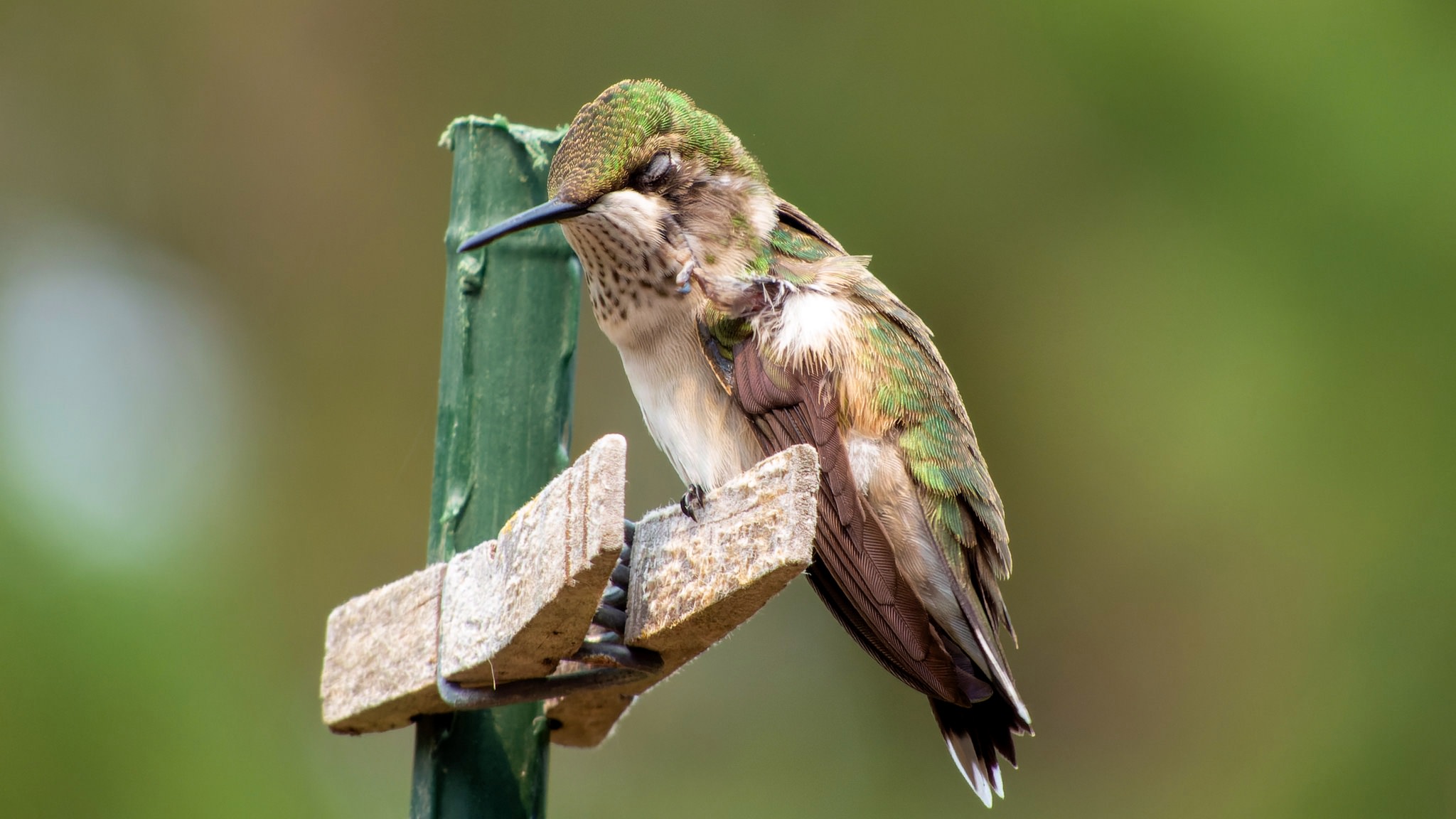 The hummingbird scratching her head.