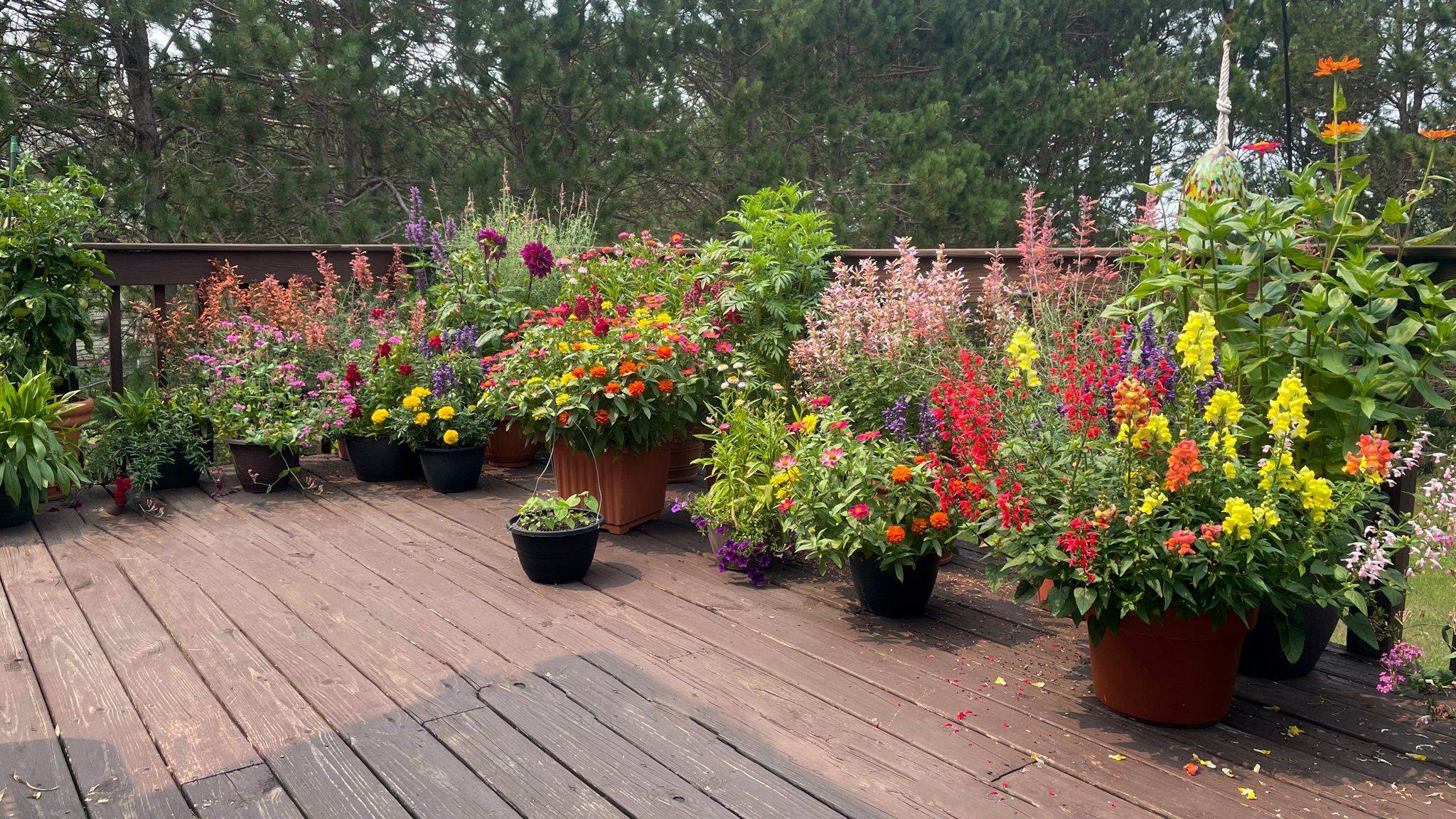 The deck garden, facing west.