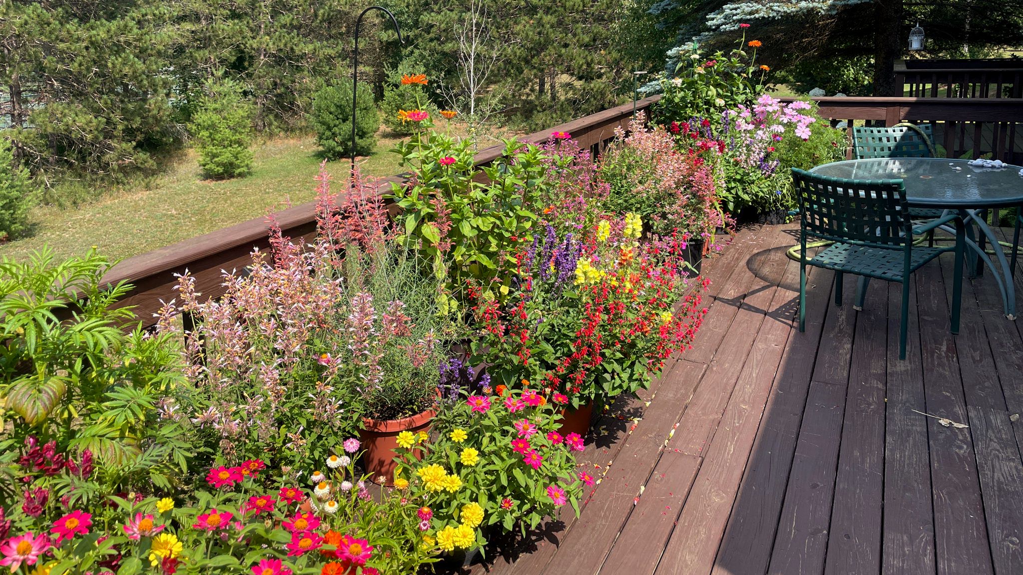 The deck garden, facing east.