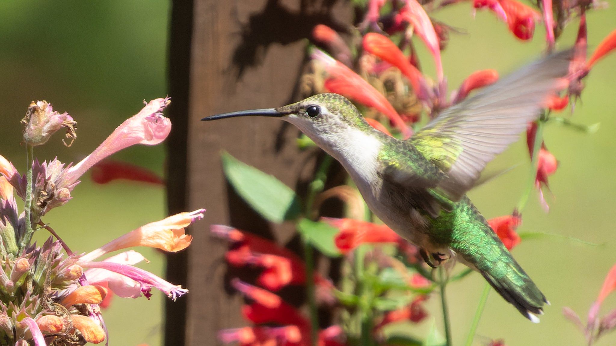 A female Ruby-Throated hummingbird.