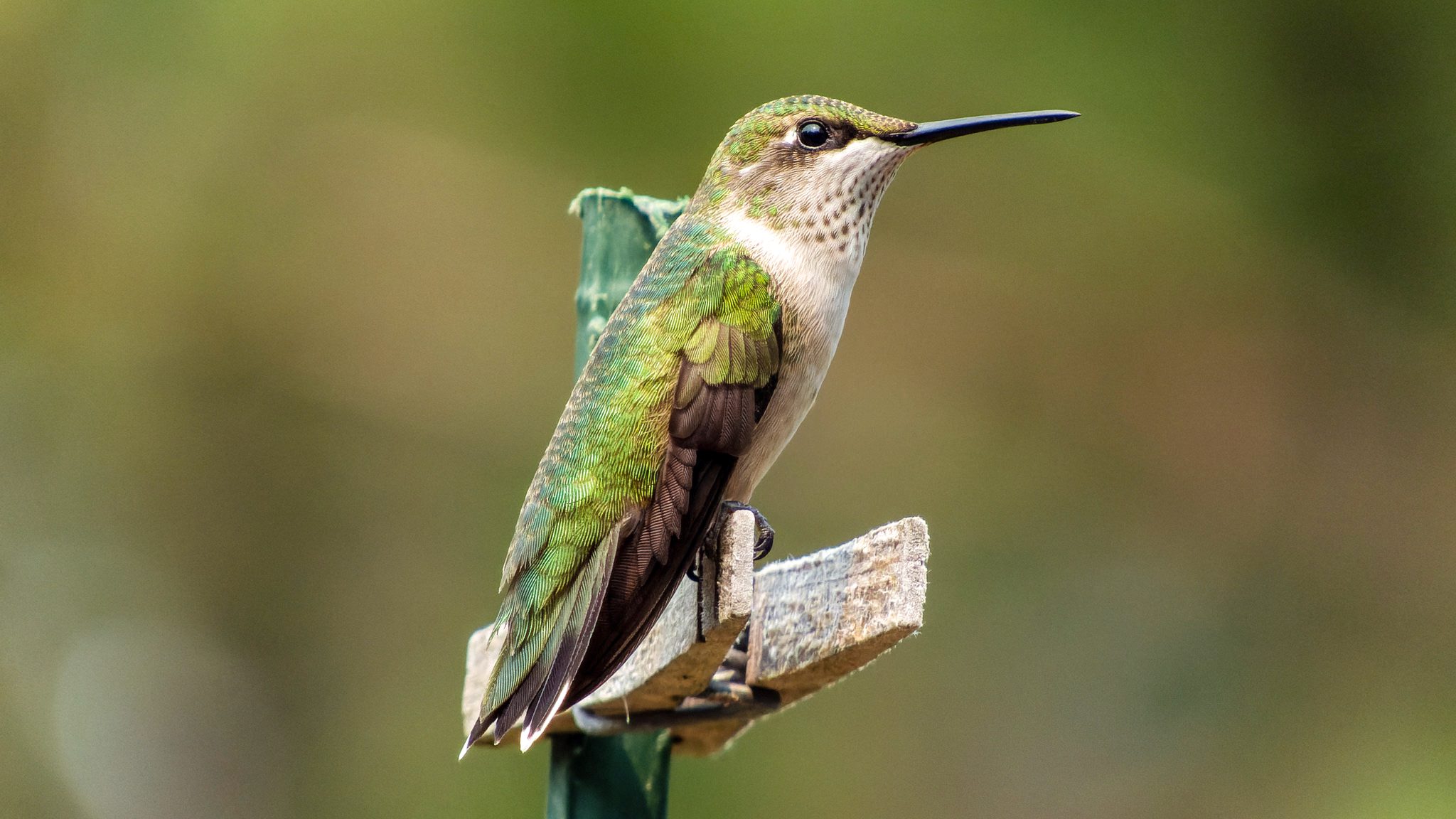 Our hummingbird sitting on her clothes pin perch.